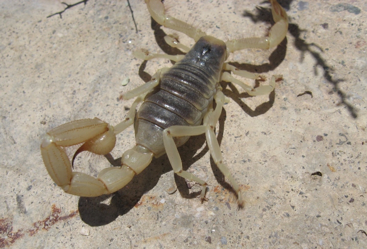 Desert Hairy Scorpion